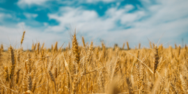 gender recruitment case study Ukraine wheat field