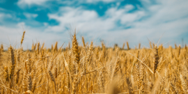 Ukraine wheat field